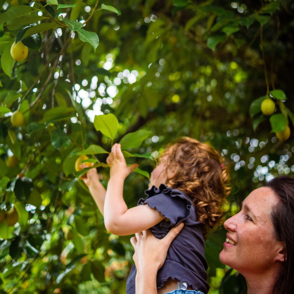 Rooted Spices nutmeg in The Telegraph Rooted Spices Single origin spices, unique blends and